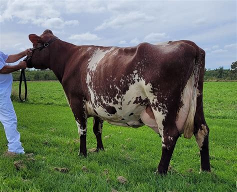 Milking Shorthorn Dairy Cows