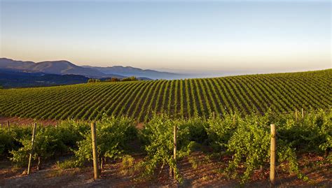 Caymus Vineyards
