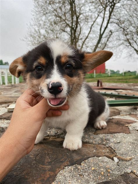 Pembroke Welsh Corgi Puppies For Sale | Orlando, FL #326705