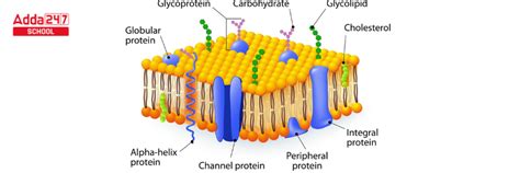 Fluid Mosaic Model of Plasma Membrane, Diagram