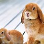 Image result for Cute Animals Bunny