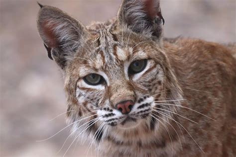 Bobcats Predators