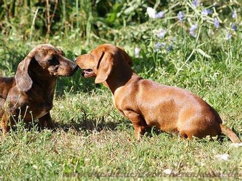 Dackelwelpen rot und rot getigert in Wiesenburg/Mark | Tiere ...