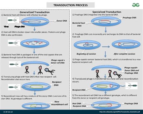 Transformation Genetics 的图像结果