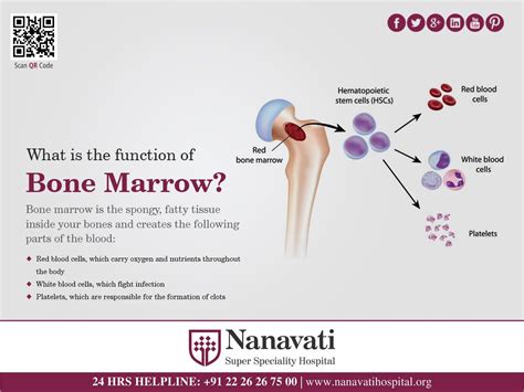 function of bone marrow in immune system