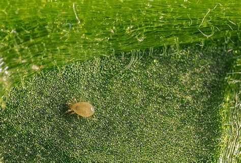 Swirski Ulti-Mite | Control Thrips and Whitefly | Predatory Mites ...