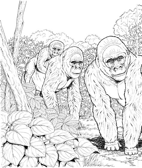 Gorilla Coloring Pages Printable