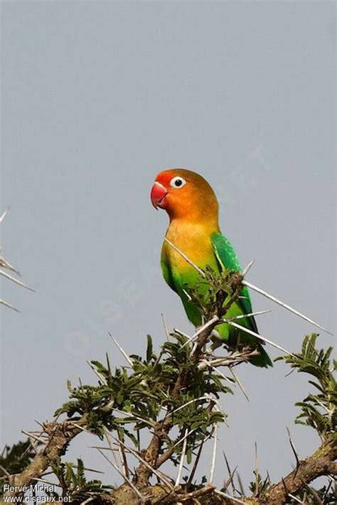 Image result for Inseparable De Fischer