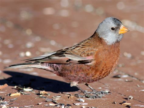 Gray-crowned Rosy-Finch - eBird