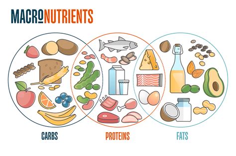 Image result for Which Macronutrient Builds All Structures
