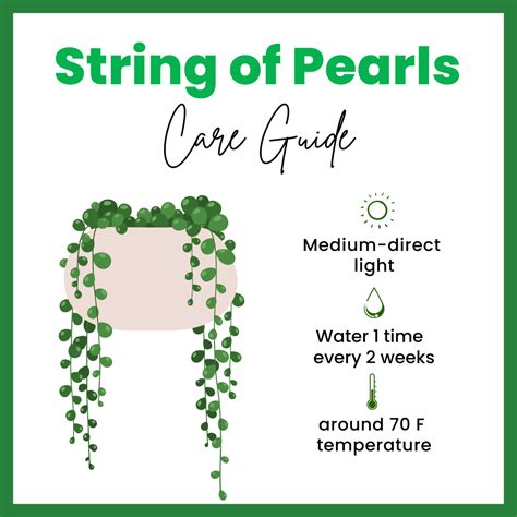String of Pearls Plant Care Guide