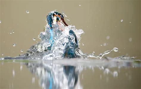 Wallpaper water, squirt, bird, wet, tail, Kingfisher for mobile and ...