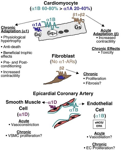 Alpha-1-adrenergic receptors: Targets for agonist drugs to treat heart ...