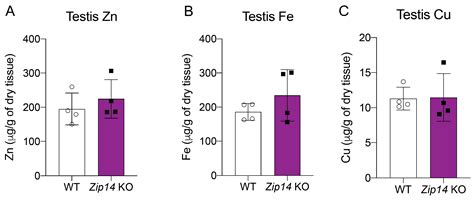 ZIP8 Is Upregulated in the Testis of Zip14-/- Mice