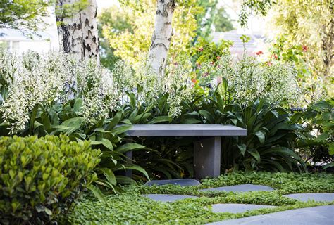 Low Maintenance Garden Plants Melbourne | Ngaji Media