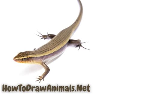 Image result for Common Collared Lizard How to Draw