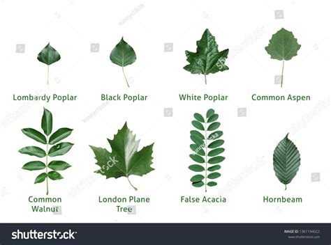 Images Of Leaves With Their Names 319 Leaf Names And Stock Photos,