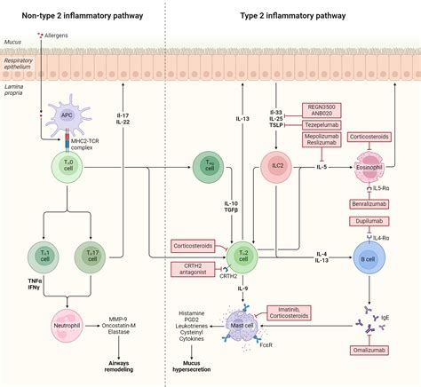 Asthma Treatments: Inflammation Pathways, Biomarkers, and Mechanisms of Action | BioRender ...