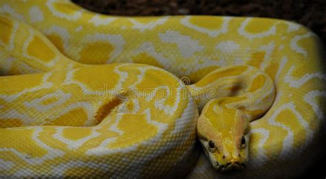 Image result for python birman