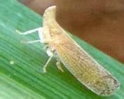 5 Pests and Diseases of Sugarcane that Can destroy Your Yield