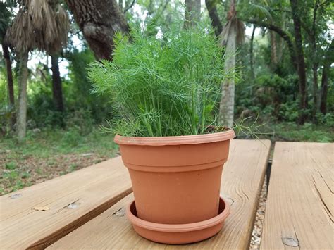 Growing Dill How To Plant, Grow, And Harvest Dill Harvest To Table