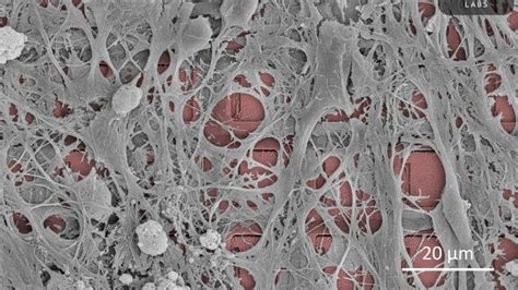 Computer Engineer Live Cells 的图像结果