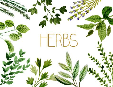 Free Herbs Cliparts, Download Free Herbs Cliparts png images, Free ...