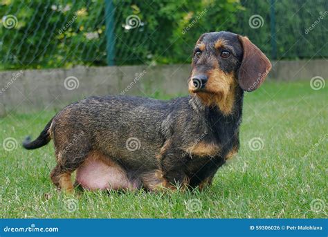 Dachshund stock photo. Image of wild, hunting, eating - 59306026