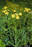 Image result for Sowthistle
