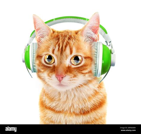 Beautiful cat with headphones isolated on white Stock Photo - Alamy