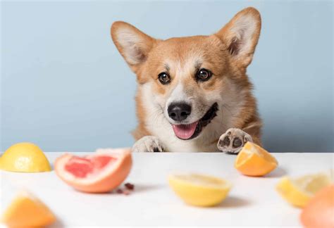 Yes! Dogs Can Eat Tangerines: 3 Things To know - A-Z Animals