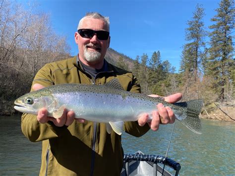 Trinity River Fish Report - Trinity River - Trinity River steelhead ...