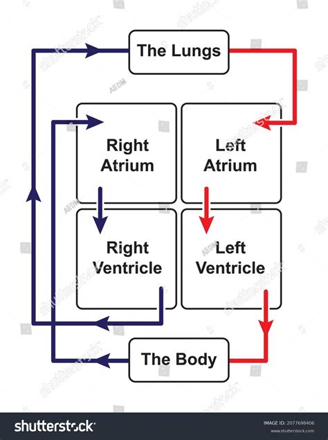 Image result for Simple Blood Circulation