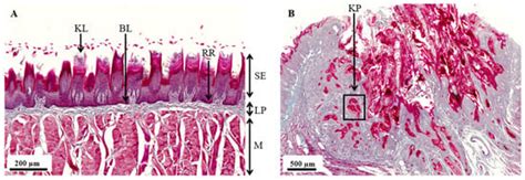 Optimizing Preclinical Models for Oral Cancer: The Influence of 4NQO ...