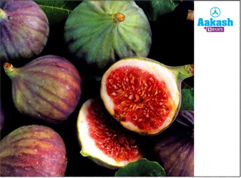 Different Types of Fruits with Pictures & Names | AESL