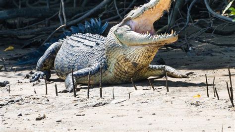 Crocodile Attacks Humans 的图像结果