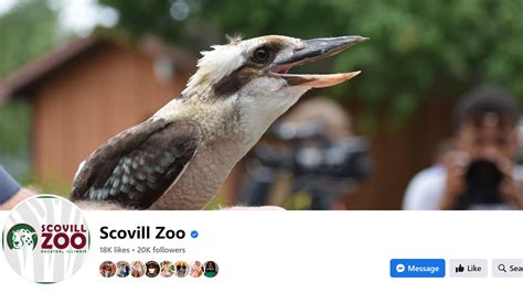 Get Ready to Meet a Hedgehog from Scovill Zoo | WCIA.com