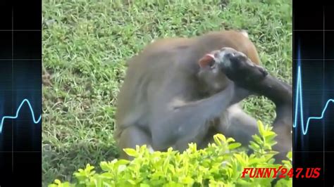 Monkey Mating With Dog