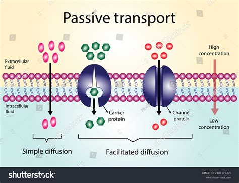 Active Transport Diagram Labeled