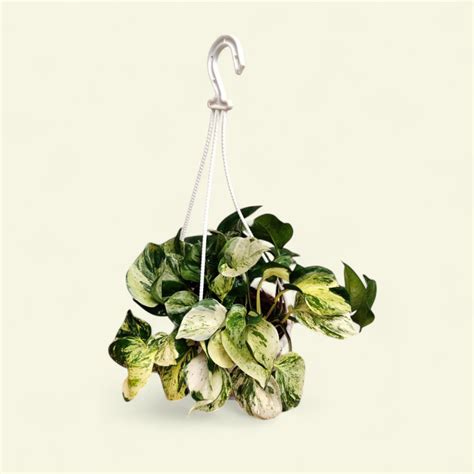 Money Plant 'Manjula' – Large Size Rare Variegated Pothos | Soiled