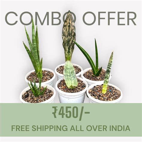 Sansevieria Combo Offer Of #66 (06 Plants) – Fermosa plants