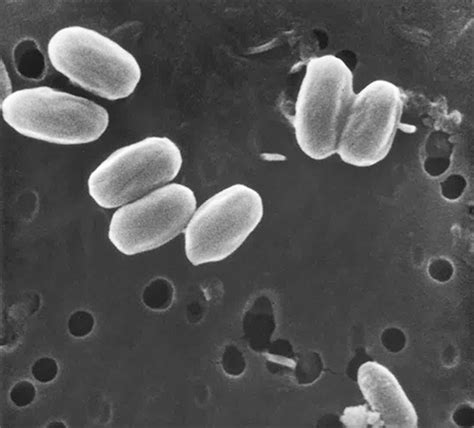 NASA discovered bacteria that wouldn't die. Now it's boosting sunscreen. | Mashable