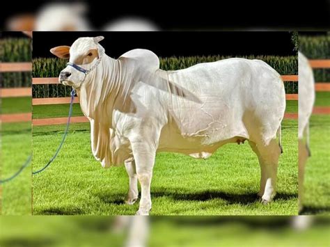 World's Most Expensive Cow: This Rs 41.8 Crore Beauty Costs More Than A ...