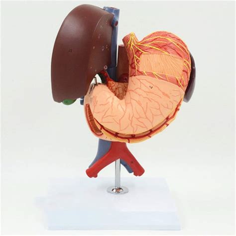 Buy CPY-EX Human Stomach Liver Gallbladder Pancreas Duodenum Stomach ...