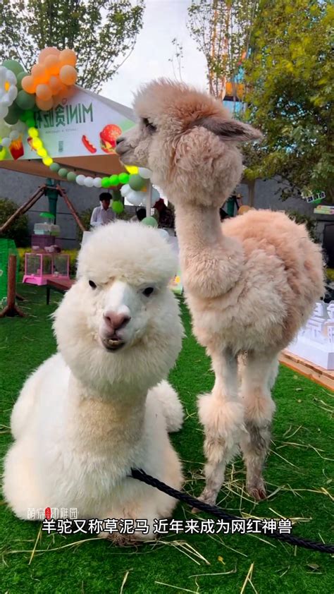 秃崽1v4视频 - Best photos on dibujosparaimprimir.net