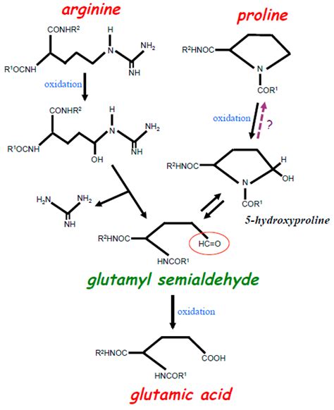 Oxidant-Mediated Protein Amino Acid Conversion