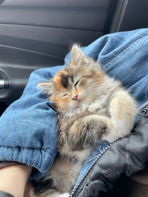 long hair Calico kitten 🐾 | Pretty cats, Baby animals, Beautiful cats