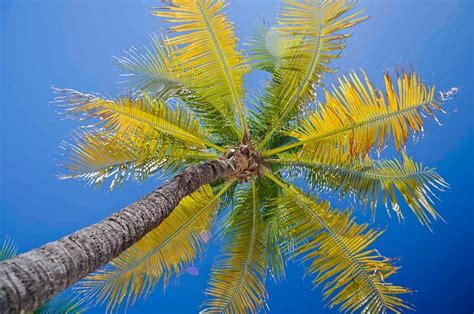 THE AVALON CONDOMINIUMS (Grand Cayman, Caribbean - Cayman Islands ...