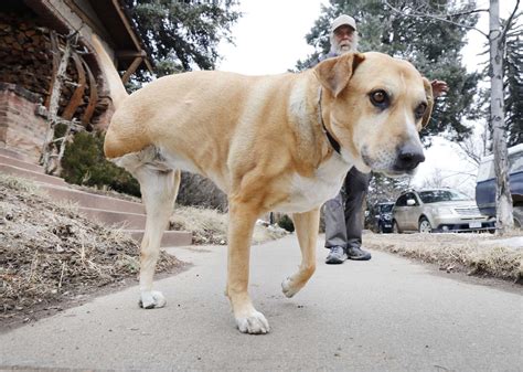 Three-legged dogs care less about injuries than some owners - The Durango Herald