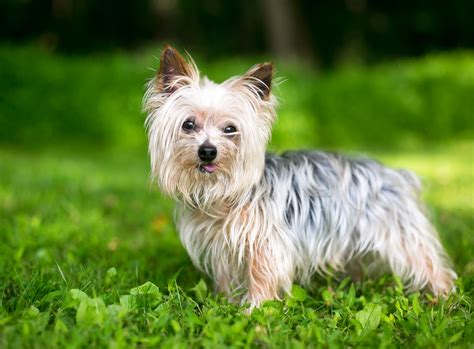 Yorkshire Terrier: characteristics, history, price | zooplus Magazine